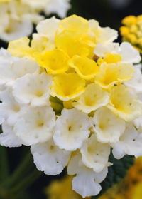 Lantana 'Lucky Lemon Glow'